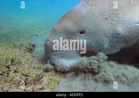 Sea cow or Dugong dugon eating eel grass in Marsa Abu Dabbab bay Red Sea Egypt Stock Photo