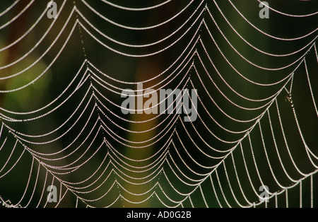 Close up abstract pattern of a dew covered spiders web Stock Photo