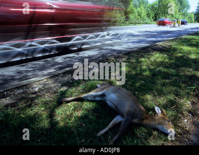 Cars speeding past road kill Muntjac deer muntiacus reevesi Stock Photo