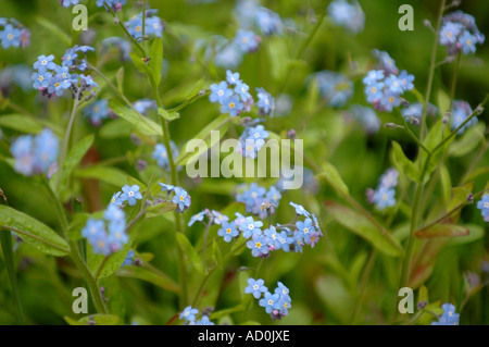 Early forget me not Myosotis ramossissima flowers Stock Photo