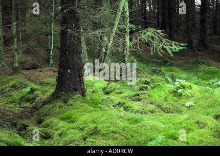 moss covered forest floor along beacons way near Talybont Reservoir Brecon Beacons Wales Summer 2006 Stock Photo