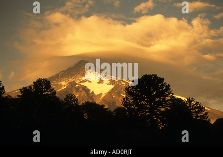 Lanin volcano and araucaria or Monkey Puzzle forest (Araucaria araucana) at dawn, Lanin National Park, Argentina Stock Photo