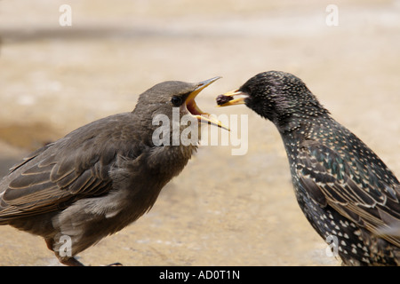 Juvenile Starling, Sturnus vulgaris, being fed by adult, UK Stock Photo