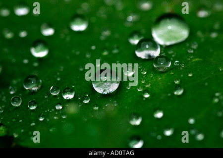 Green Leaves Covered With Jewel Like Raindrops Stock Photo