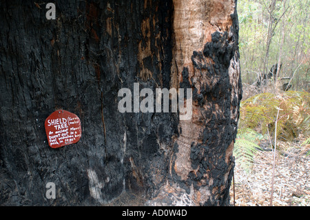 Old growth Marri tree Eucalyptus sp from which bark was taken to make an Aboriginal shield Western Australia Stock Photo