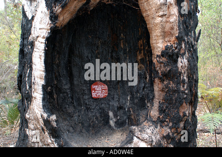 Old growth Marri tree Eucalyptus sp from which bark was taken to make an Aboriginal shield Western Australia Stock Photo