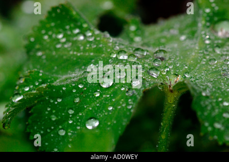 Green Leaves Covered With Jewel Like Raindrops Stock Photo