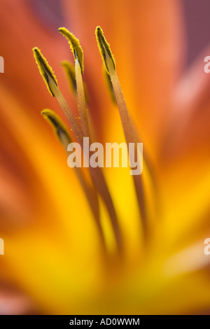 Hemerocallis - Day lily Stock Photo