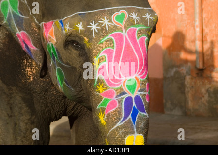 Horizontal close up of a beautifully painted Indian elephant's head and trunk in Jaipur with the mahout's shadow cast on a wall. Stock Photo