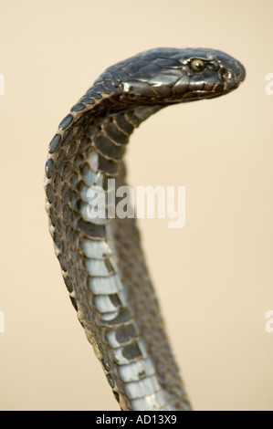 Vertical close up of an Indian Spectacled cobra 'Naja Naja' standing with it's hood open whilst being charmed. Stock Photo