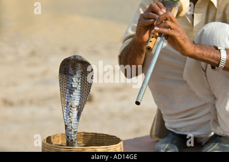 Horizontal close up of a snake charmer performing with his hooded Indian Spectacled cobra 'Naja Naja'. Stock Photo