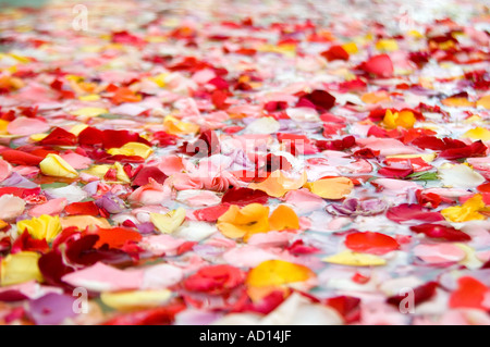 Rose petals sprinkled on the surface of the lake (basin) at the Menara gardens, Marrakech, Morocco. Stock Photo