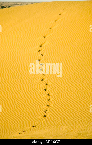 Vertical view of footprints snaking up the side of a sand dune in the Thar desert Stock Photo