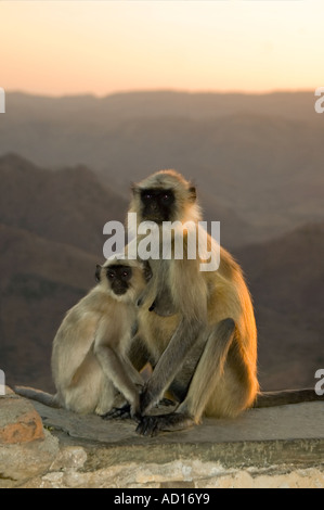 Vertical close up of a mother and baby Black-footed Gray Langur (Semnopithecus hypoleucos) monkey at sunset Stock Photo