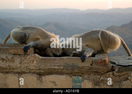 Horizontal close up of two Black-faced Langur monkeys (Semnopithecus hypoleucos) drinking from a stone trough Stock Photo
