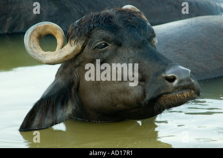 Horizontal close up of a domestic Asian water buffalo's head [Bubalus bubalis] whilst cooling down in the river Ganges. Stock Photo