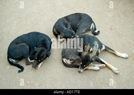 Horizontal close up of three stray dogs curled up together sleeping on the road in India. Stock Photo