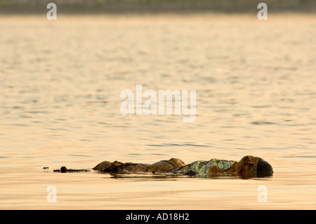 A shrouded dead body floating down the river Ganges - a common site in ...