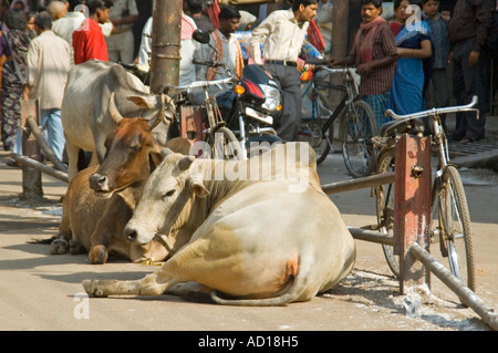 Horizontal wide angle of a typical street scene with three large cows lying in the middle of a busy street. Stock Photo