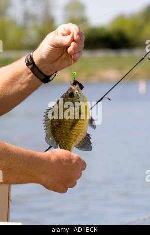 Fisherman holding a just caught bluegill sunfish Lepomis macrochirus. Gull Lake Nisswa Minnesota USA Stock Photo