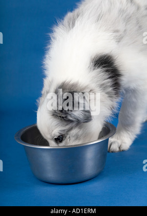 a puppy enjoying her dinner Stock Photo