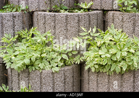 Decorative wall of concrete pots with green plants and variegated foliage outside a modern apartment house, vertical garden landscaping. Stock Photo