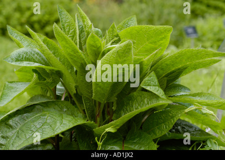 Green leaves of Dark Mullein Scrophulariaceae Verbascum nigrum Europe Stock Photo