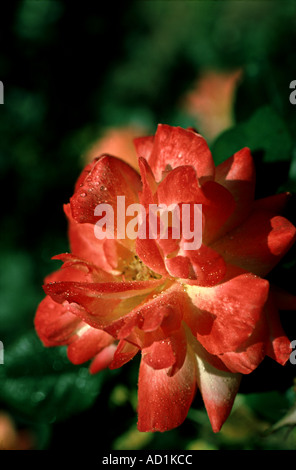 Pink, Red, Roses unique, Quality, close up, rose, perennial, flowering, shrub, vine, genus, Rosa, Rosaceae, beautiful, rose Stock Photo