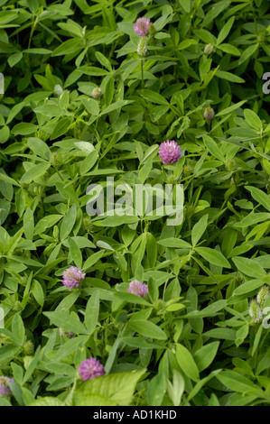 Zigzag clover (Trifolium medium) blooming in a field. This Leguminosae species is native to Europe and Asia, and naturalized in the USA. Stock Photo