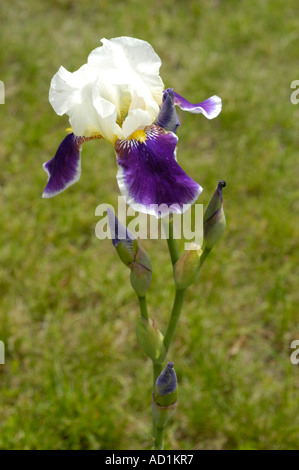Close-up of white blue violet flowers of iris Iridaceae gr Barbata Elatior Wabash with buds in a sunny garden. Stock Photo