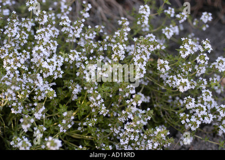 Garden Thyme Common Thyme Lamiaceae Thymus vulgaris Stock Photo
