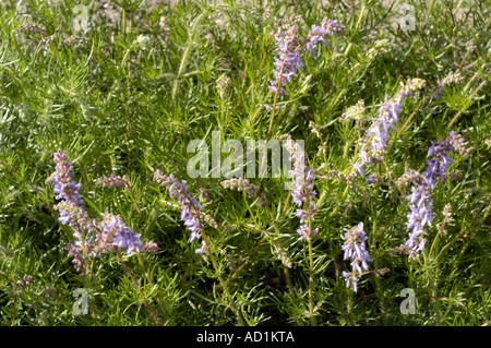 Pink violet flowers of Sage Lamiaceae Salvia jurisicii Kosanin Yugoslavia Serbia Europe Stock Photo