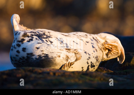 Female grey seal at haul out site Scotland Stock Photo