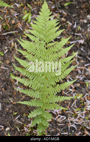 Lady fern Polypodiaceae Athyrium filix femina Europe Asia America Stock Photo