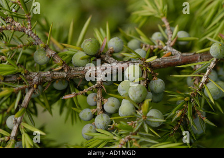 Green fruits of common juniper Cupressaceae Juniperus communis on a branch with needle-like leaves. Close-up of unripe juniper berries in nature. Stock Photo