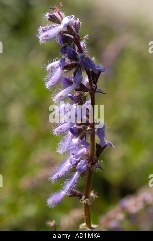 Pink violet flowers of Sage Lamiaceae Salvia jurisicii Kosanin Yugoslavia Serbia Europe Stock Photo