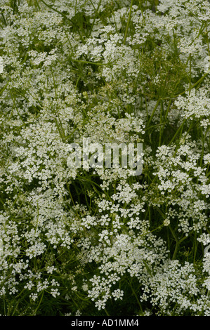 Caraway or Wild cumin Apiaceae Carum carvi Stock Photo