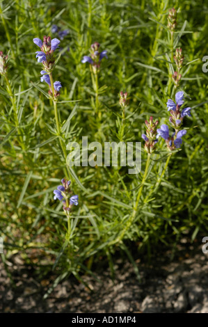 Pink violet flowers of Sage Lamiaceae Salvia jurisicii Kosanin Yugoslavia Serbia Europe Stock Photo