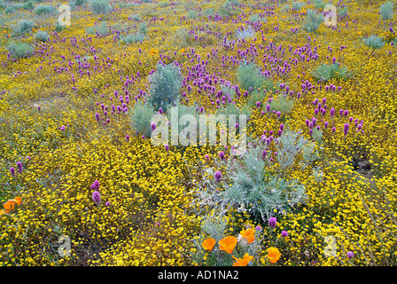California Wildflower displays in Antelope Valley, Lupine, Poppies and Baby Blue Eyes  in abundance. Hillsides  blazing yellow Stock Photo