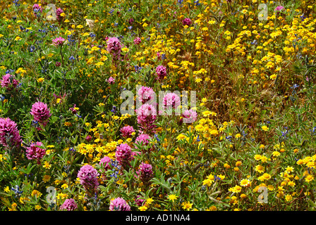 California Wildflower displays in Antelope Valley, Lupine, Poppies and Baby Blue Eyes  in abundance. Hillsides  blazing yellow Stock Photo