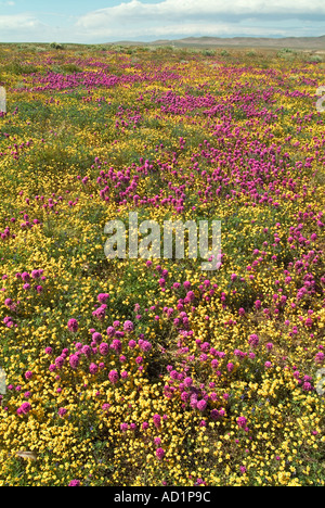 California Buttercup Ranunculus californicus, Salvia carduacea, dandelions, pebble pincushion, goldfields, Lupine, Poppies, Stock Photo