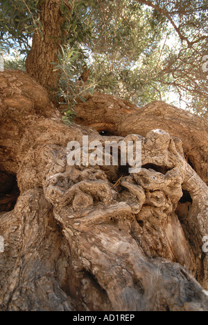 CRETE Three thousand year old olive tree in Ano Vouves in Hania province Stock Photo