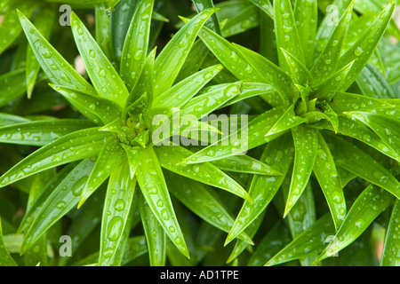 Rain on lily leaves Stock Photo