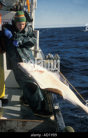 Kelly Stier long line fishing in the Gulf of Alaska as he galfs a pacific halibut Hippoglossus stenollepis Stock Photo