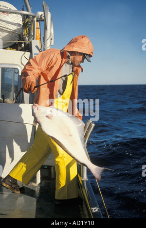 Rigley Stier long line fishing on vessel Blueback galfs a pacific halibut Hippoglossus stenolepis southcentral Alaska Stock Photo