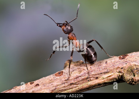 Wood Ant Formica rufa rearing up on larch twig Maulden wood Bedfordshire