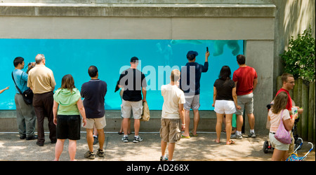 Polar Bear Tank Stock Photo