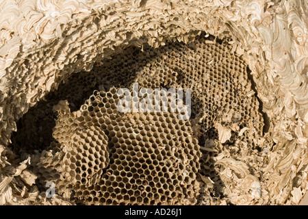 Large wasp nest of Vespula vulgaris in roof space Cotswolds UK Stock Photo