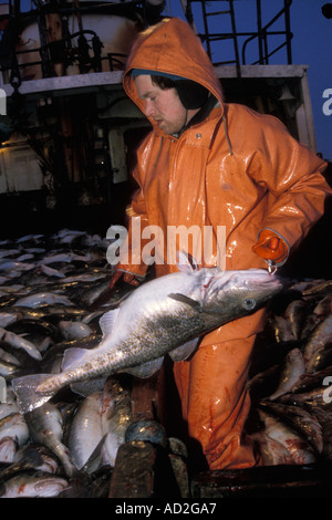 Benny Lagholt of the fishing vessel Ocean Spray bleeds a pacific cod Gadus macrocephalus Bering Sea Alaska Stock Photo