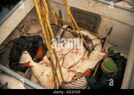 off load of pacific halibut Hippoglossus stenolepis from a boat in Homer Alaska Stock Photo